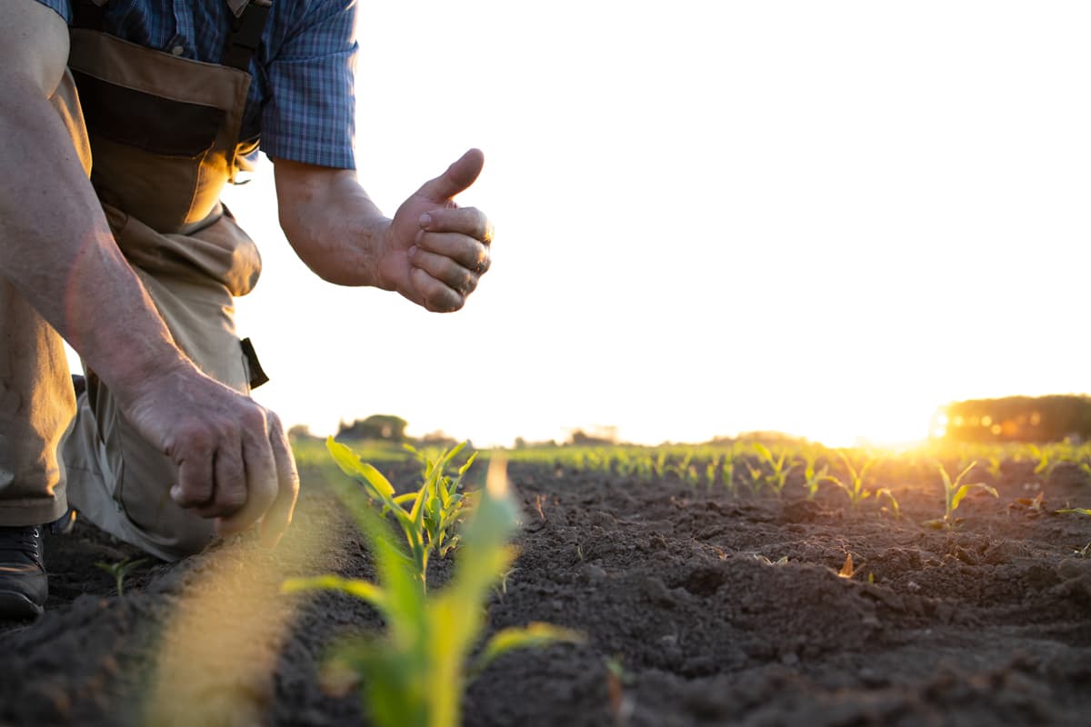 Asesoría técnica agrícola