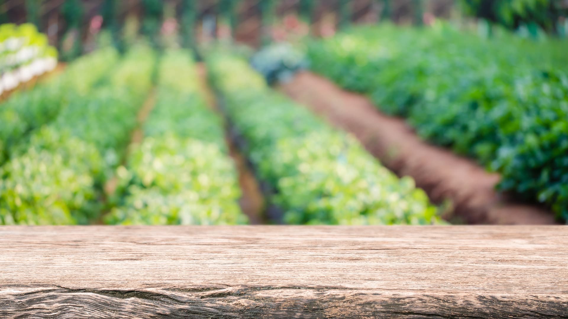 Venta de productos agrícolas en Celanova